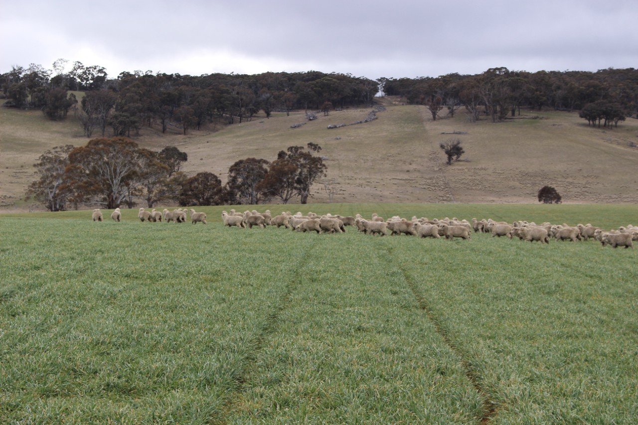 A photo of sheep grazing on biosolids pastures.